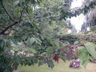 Cherry tree in 2012. Not a good year.