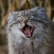 Cloud Manul