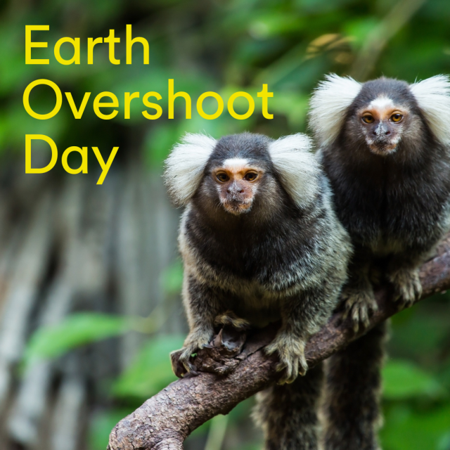 Auf dem Bild sieht man zwei Affen, darüber der Text "Earth Overshoot Day".