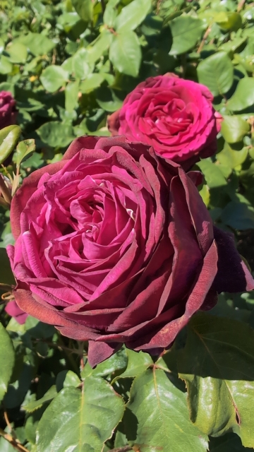 A couple large, dark red roses.