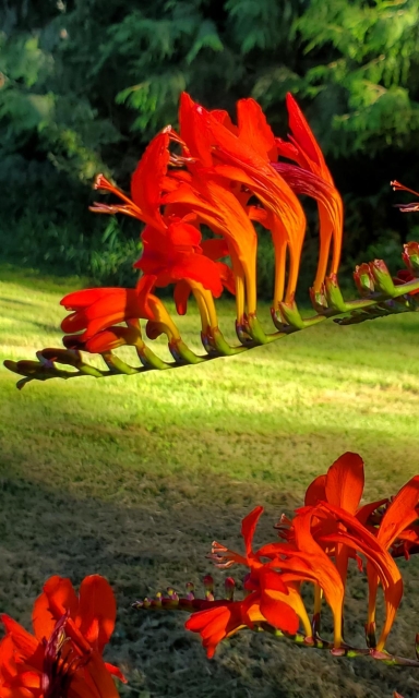 Crocosmia